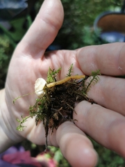 Cystoderma amianthinum