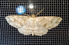 Melanolophia canadaria