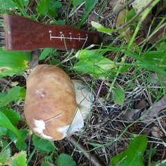 Boletus edulis