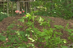 Impatiens parviflora