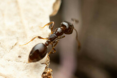 Monomorium sydneyense