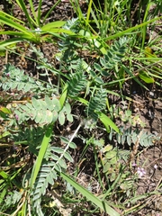 Oxytropis ruthenica