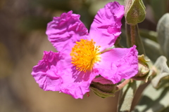Cistus albidus