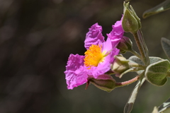 Cistus albidus