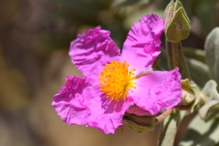 Cistus albidus
