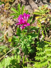Trifolium lupinaster