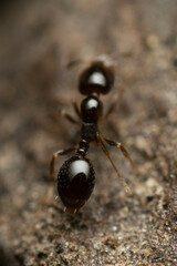 Monomorium sydneyense