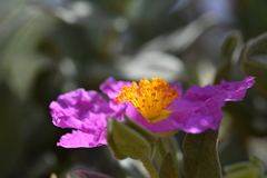 Cistus albidus