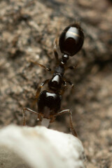 Monomorium sydneyense