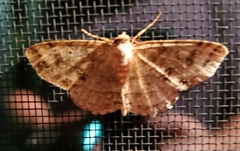Melanolophia canadaria