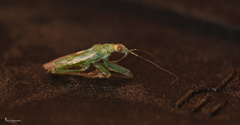Nabis viridulus