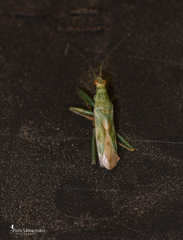 Nabis viridulus