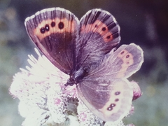 Erebia ligea