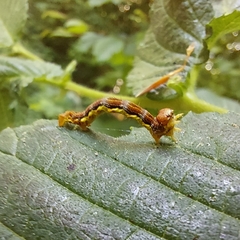 Erannis defoliaria