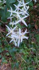 Clematis glycinoides