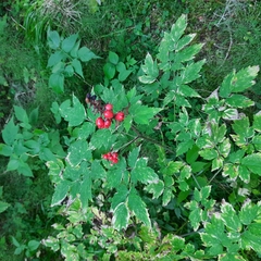 Actaea erythrocarpa