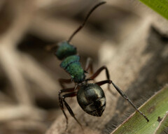 Polyrhachis hookeri