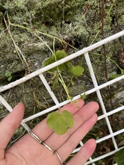 Cymbalaria muralis