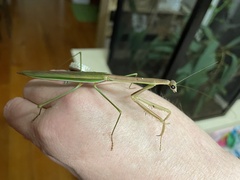 Tenodera australasiae