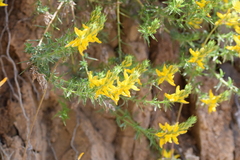 Genista hirsuta
