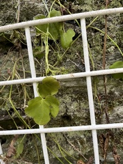 Cymbalaria muralis