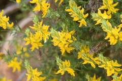 Genista hirsuta
