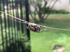 Araneae