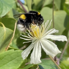 Bombus terrestris
