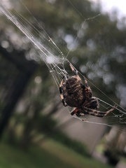 Araneae