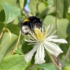 Bombus terrestris