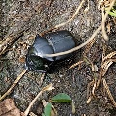 Coleoptera