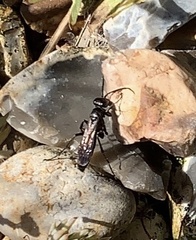 Pompilidae