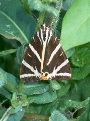 Euplagia quadripunctaria