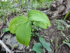 Veratrum nigrum