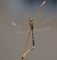 Orthetrum sabina