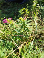 Trifolium lupinaster