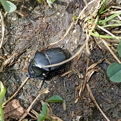 Coleoptera