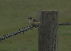Acanthiza chrysorrhoa