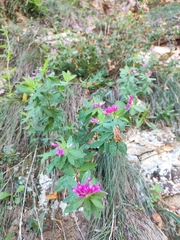 Trifolium lupinaster