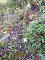 Lomatogonium rotatum