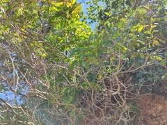 Rhododendron mucronulatum