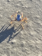 Mictyris longicarpus