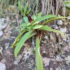 Orostachys maximowiczii