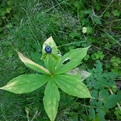 Paris verticillata