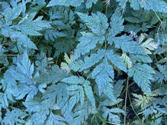 Chaerophyllum hirsutum