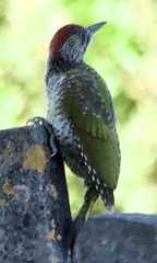 Picus viridis