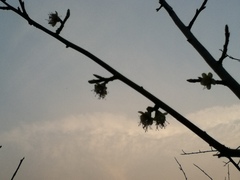 Prunus mume