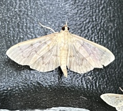 Herpetogramma aeglealis