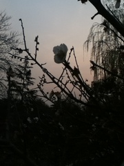 Prunus mume