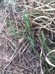 Anthoxanthum glabrum